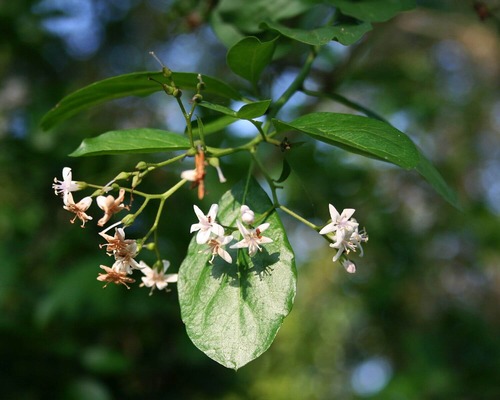 puzzle bush shrub